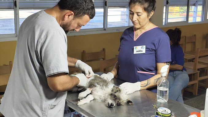 12 - Asistencia veterinaria