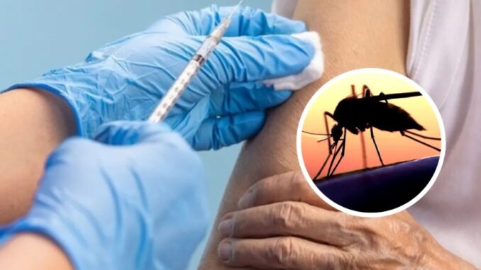 dengue Dengue